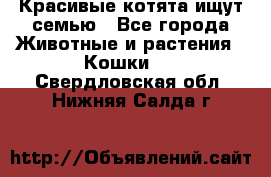 Красивые котята ищут семью - Все города Животные и растения » Кошки   . Свердловская обл.,Нижняя Салда г.